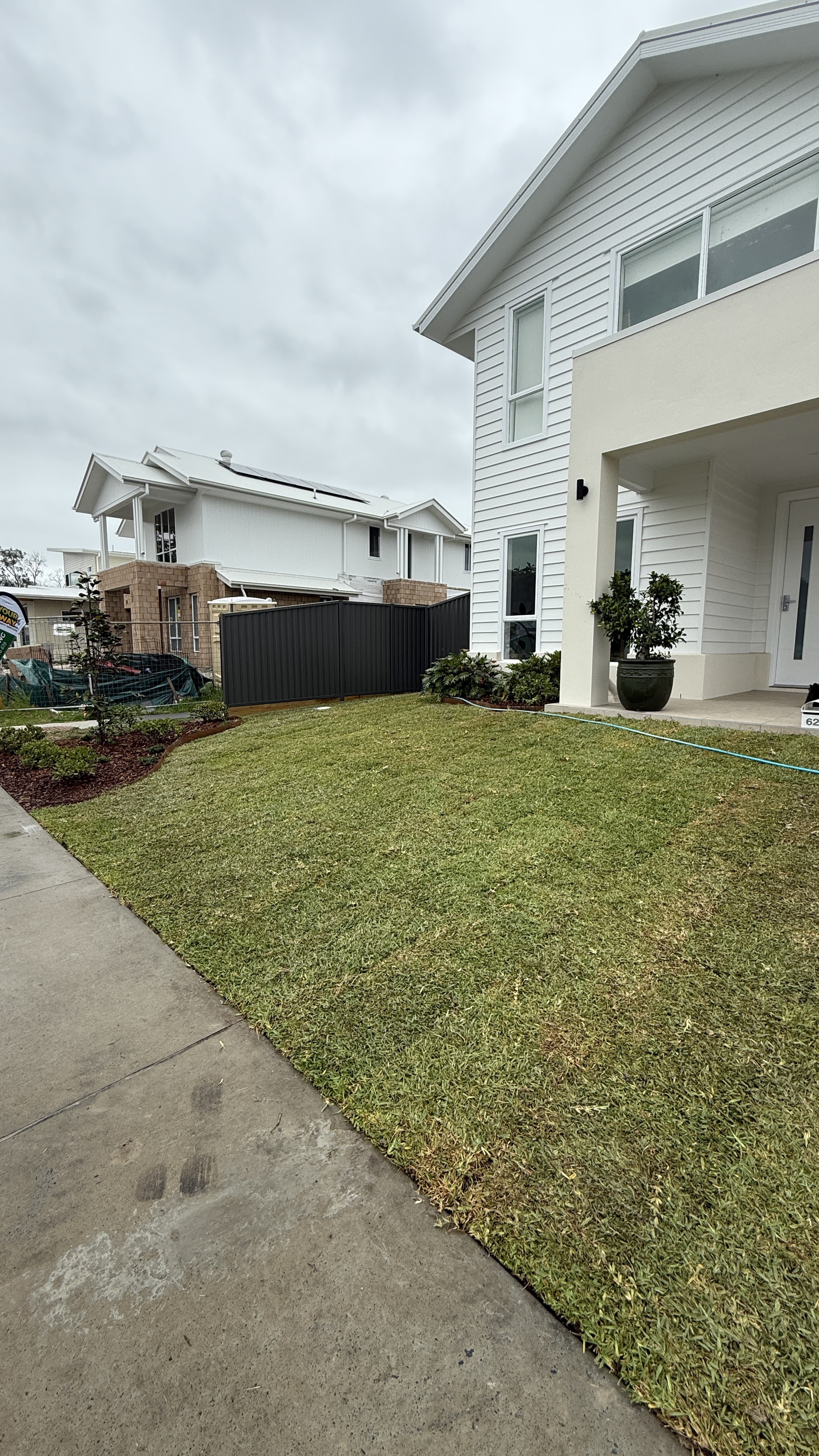 Teddy Bear Magnolis in front yard of Kingscliff new build